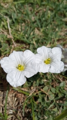 Nierembergia calycina