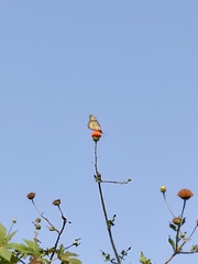 Danaus plexippus plexippus