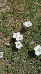 Nierembergia calycina
