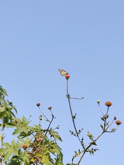 Danaus plexippus plexippus