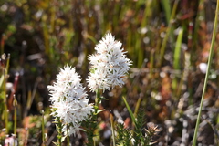 Sprengelia propinqua