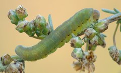 Tenthredo brevicornis