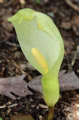 Arum italicum italicum