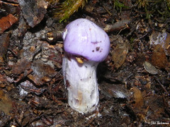 Cortinarius lebre