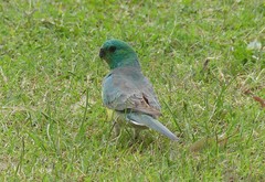 Psephotus haematonotus