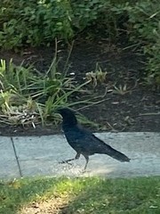 Corvus brachyrhynchos