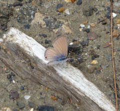 Euchrysops