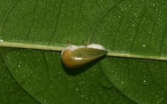 Alobia alutacea