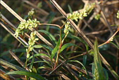 Persicaria subsessilis