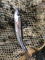 Clinostomus elongatus