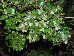 Archidasyphyllum diacanthoides