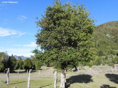 Archidasyphyllum diacanthoides