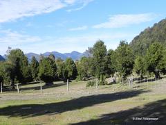 Archidasyphyllum diacanthoides