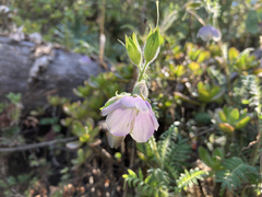 Polemonium grandiflorum