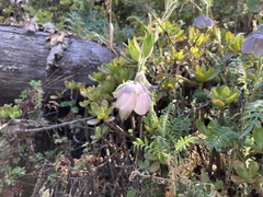 Polemonium grandiflorum