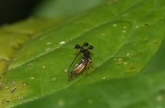 Bocydium globulare