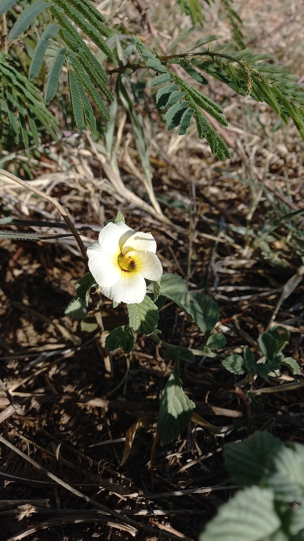 Turnera subulata