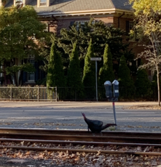 Meleagris gallopavo