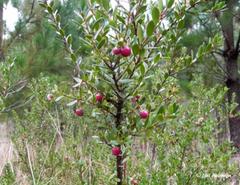 Gaultheria poeppigii
