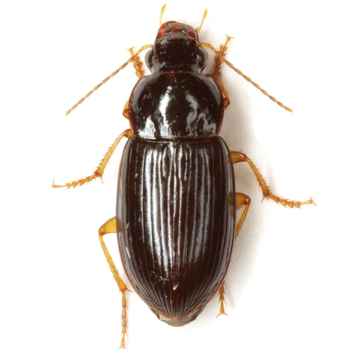 Notiobia purpurascens