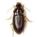 Notiobia purpurascens - Photo (c) Mike Quinn, Austin, TX, some rights reserved (CC BY-NC), uploaded by Mike Quinn, Austin, TX