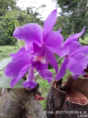 Guarianthe