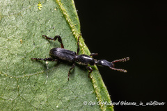 Cyphagogus