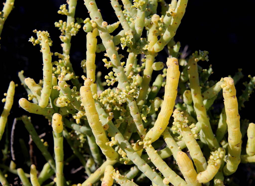 Thesium subsucculentum