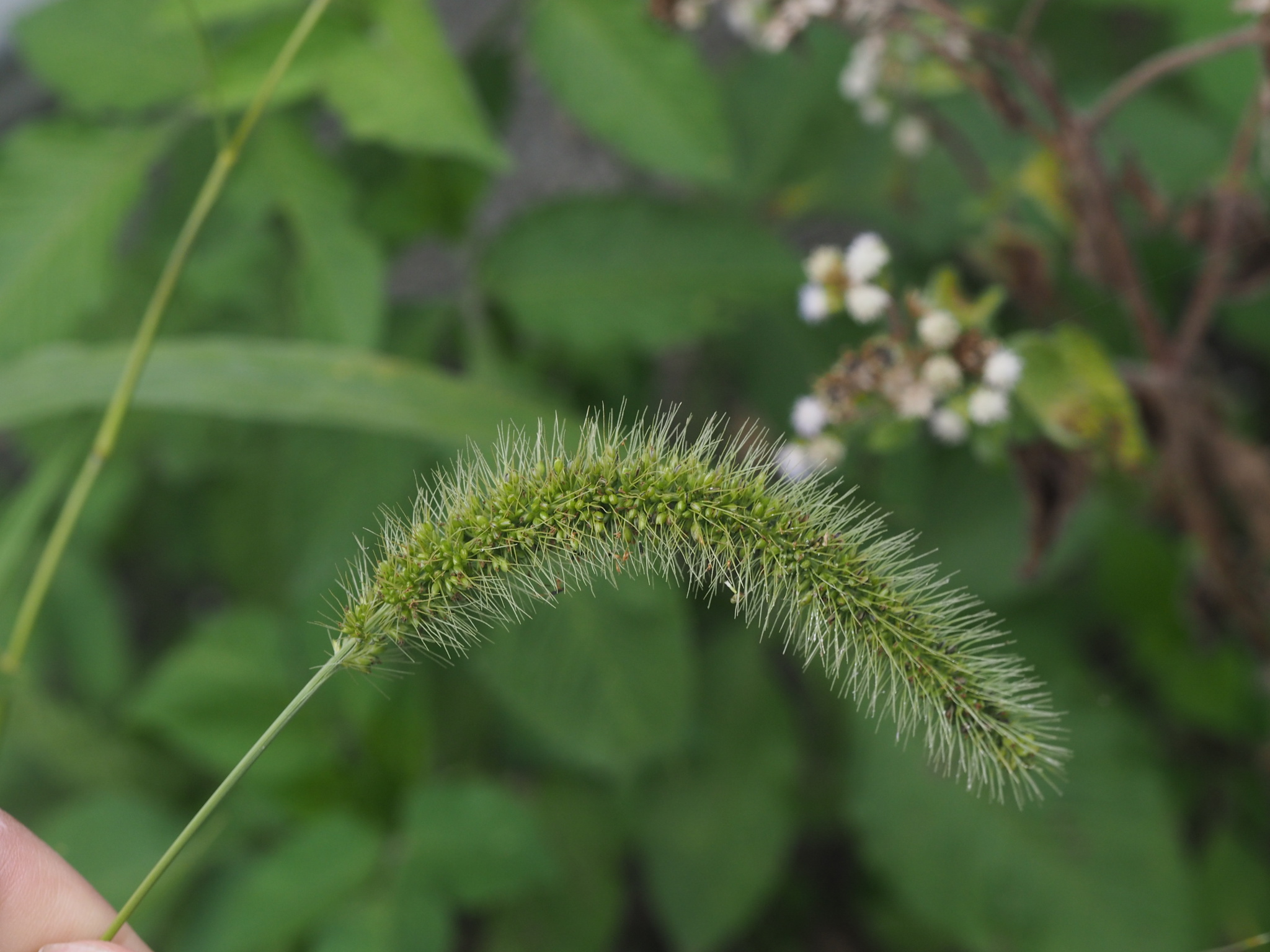 (c) Hong, certains droits réservés (CC BY-NC) https://www.inaturalist.org/observations/102262702