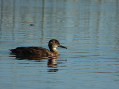 Heteronetta atricapilla