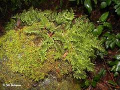Hymenophyllum dentatum image