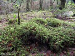 Hymenophyllum dentatum