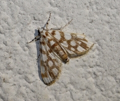 Obtusipalpis pardalis