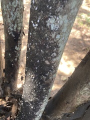 Eriococcus lagerstroemiae