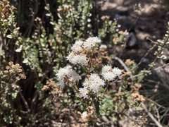 Oxylobus arbutifolius