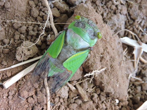 Stop-and-go Cicada