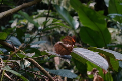 Kallimoides rumia jadyae