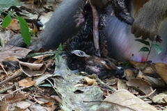 Tragelaphus scriptus