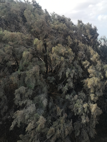 Image of Tamarix canariensis by no rights reserved