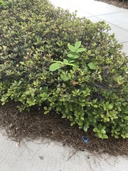 Buxus microphylla