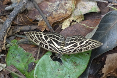 Catuna