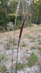 Dichelachne micrantha