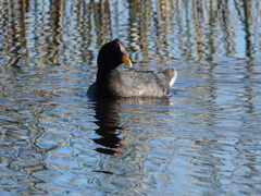 Fulica rufifrons