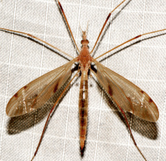 Tipula ultima