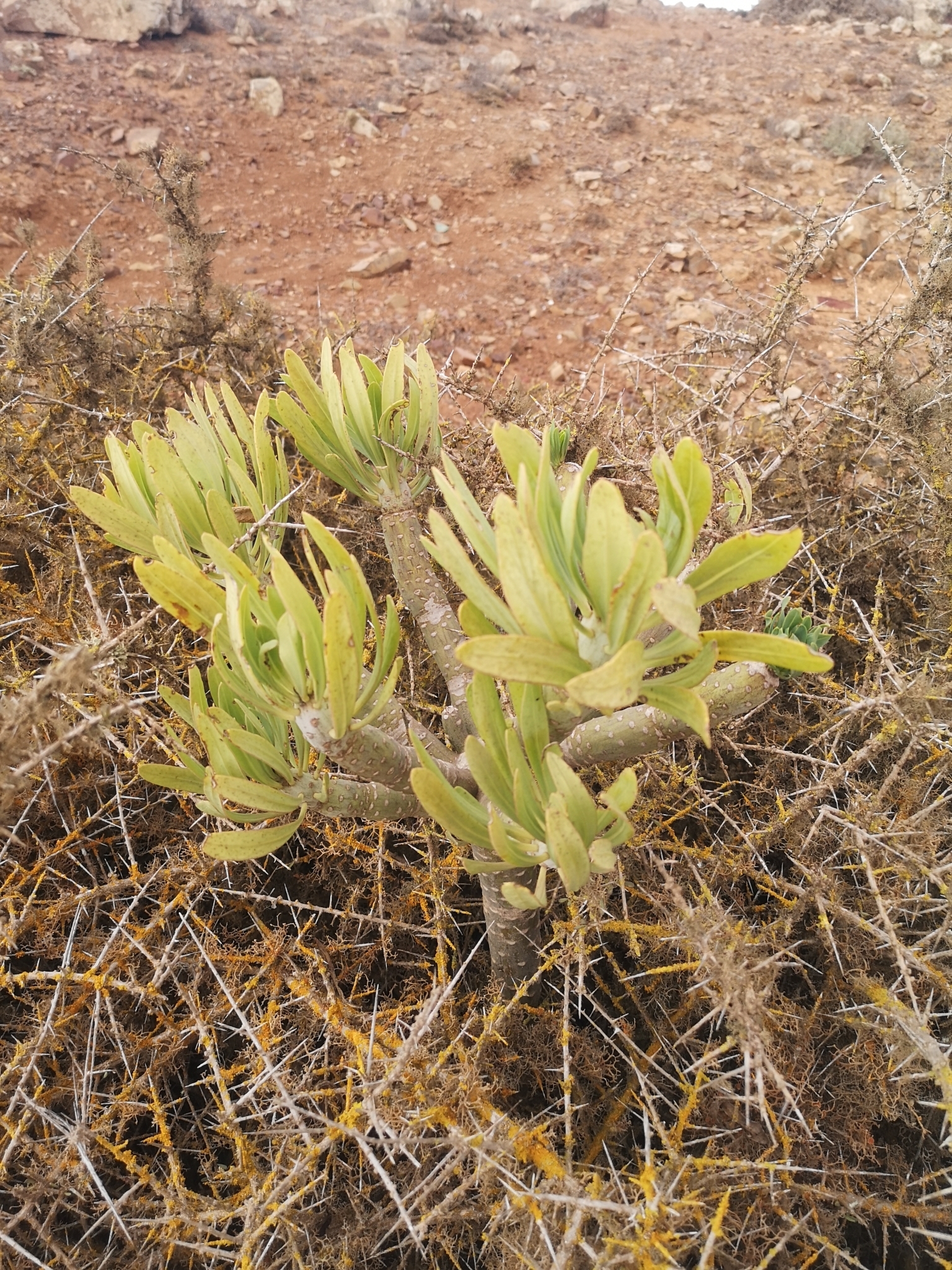 Senecio kleinia 3