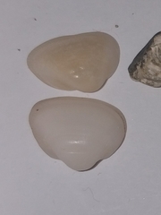 Striarca lactea