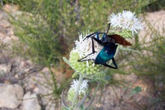 Monardella hypoleuca lanata