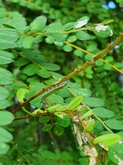 Uresiphita maorialis