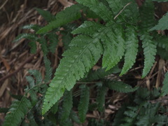 Microlepia obtusiloba