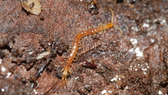 Cryptops leucopodus